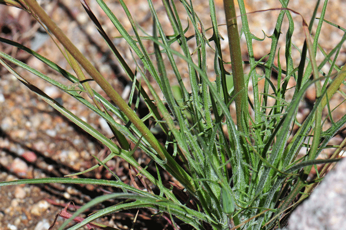 Lindley’s Silverpuffs has lower basal leaves that are long and narrow as shown here. The plants have a milky sap when crushed. Uropappus lindleyi